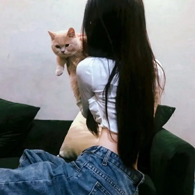阿波狸合战